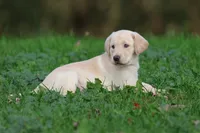 Banana Cream Pie AKC, a female Labrador Retriever for sale in Grand Rapids, MI – 6 of 7
