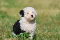Panda Bear, a female Aussiedoodle and Bernedoodle for sale in Grand Rapids, MI – 2 of 5
