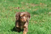 Oscar , a male Dachshund and Miniature Dachshund for sale in Grand Rapids, MI – 2 of 7