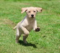 Lilly AKC , a female Labrador Retriever for sale in Grand Rapids, MI – 4 of 8