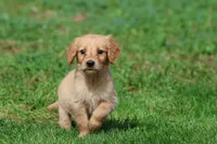Cheerios AKC , a female Golden Retriever for sale in Grand Rapids, MI – 2 of 5