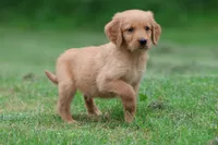 Mitch AKC , a male Golden Retriever for sale in Grand Rapids, MI – 4 of 5
