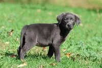 Silver Dollar AKC , a female Labrador Retriever for sale in Grand Rapids, MI – 5 of 7