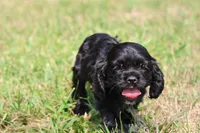 Dream, a male Cocker Spaniel and Cavalier King Charles Spaniel for sale in Grand Rapids, MI – 2 of 4