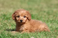 Bennie , a male Miniature Goldendoodle for sale in Grand Rapids, MI – 5 of 5