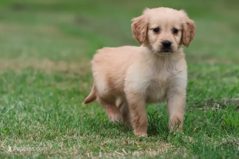 Buttermilk AKC  – Golden Retriever puppy for sale in Grand Rapids, MI