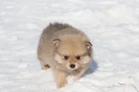 Yoshi, a male Pomeranian for sale in Grand Rapids, MI – Photo 5 of 5