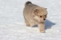 Yoshi, a male Pomeranian for sale in Grand Rapids, MI – Photo 4 of 5