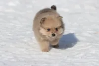 Yoshi, a male Pomeranian for sale in Grand Rapids, MI – Photo 3 of 5