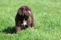 Double Fudge, a female Newfoundland for sale in Grand Rapids, MI – 3 of 3