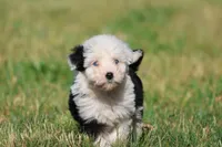 Panda Bear, a female Aussiedoodle and Bernedoodle for sale in Grand Rapids, MI – 3 of 5