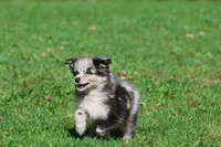 Fetch, a male Pomeranian and Toy Australian Shepherd for sale in Grand Rapids, MI – 6 of 7