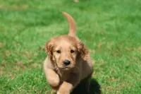 Bear AKC , a male Golden Retriever for sale in Grand Rapids, MI – 4 of 6