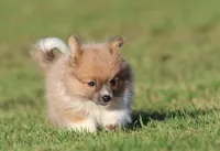 Tiny Tim, a male Pomeranian for sale in Grand Rapids, MI – 4 of 6