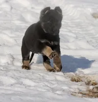 Hero , a male German Shepherd Dog for sale in Grand Rapids, MI – Photo 3 of 5