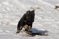 Hero , a male German Shepherd Dog for sale in Grand Rapids, MI – Photo 4 of 5