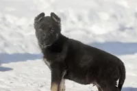 Hero , a male German Shepherd Dog for sale in Grand Rapids, MI – Photo 1 of 5