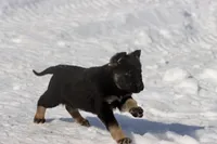 Hero , a male German Shepherd Dog for sale in Grand Rapids, MI – Photo 5 of 5