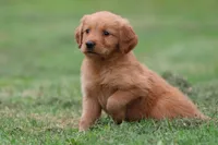 Tiger Lilly AKC , a female Golden Retriever for sale in Grand Rapids, MI – 5 of 5