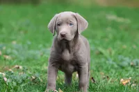 Hippo AKC, a male Labrador Retriever for sale in Grand Rapids, MI – 2 of 5