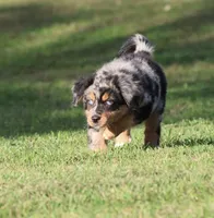 Sky, a male Australian Shepherd and Bernese Mountain Dog for sale in Grand Rapids, MI – 2 of 7