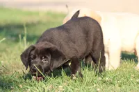 Bruce Wayne AKC , a male Labrador Retriever for sale in Grand Rapids, MI – 3 of 5