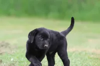 Black Bear AKC , a male Labrador Retriever for sale in Grand Rapids, MI – 4 of 5
