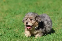 Slushy , a male Miniature Bernedoodle for sale in Grand Rapids, MI – 2 of 5