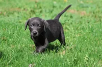 Silver Dollar AKC , a female Labrador Retriever for sale in Grand Rapids, MI – 7 of 7