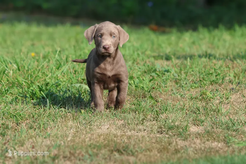 Lavender AKC  – Labrador Retriever puppy for sale in Grand Rapids, MI