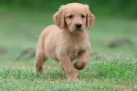 Mitch AKC , a male Golden Retriever for sale in Grand Rapids, MI – 2 of 5
