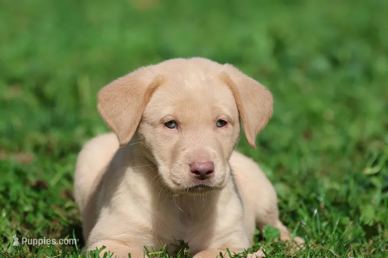 Lemon Tarts AKC  – Labrador Retriever puppy for sale in Grand Rapids, MI