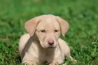 Lemon Tarts AKC , a female Labrador Retriever for sale in Grand Rapids, MI – 1 of 5