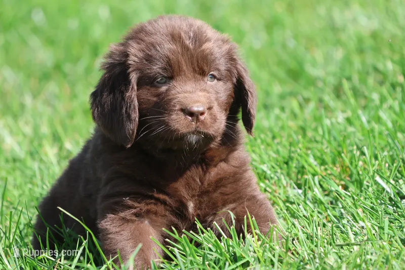 Chocolate Milkshake – Newfoundland puppy for sale in Grand Rapids, MI