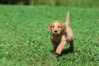 Bear AKC , a male Golden Retriever for sale in Grand Rapids, MI – 5 of 6