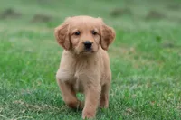 Mitch AKC , a male Golden Retriever for sale in Grand Rapids, MI – 1 of 5