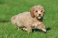 Atlas , a male Cavapoo and Cockapoo for sale in Grand Rapids, MI – 3 of 6