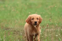 Trudy, a female Golden Retriever for sale in Grand Rapids, MI – 3 of 3