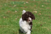 Snickerdoodles, a female Miniature Bernedoodle for sale in Grand Rapids, MI – 3 of 6