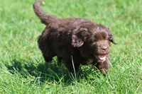 Bulldozer, a male Newfoundland for sale in Grand Rapids, MI – 5 of 5