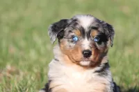 Skywalker, a male Australian Shepherd and Bernese Mountain Dog for sale in Grand Rapids, MI – Photo 2 of 5