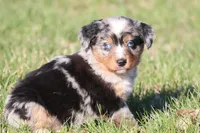 Skywalker, a male Australian Shepherd and Bernese Mountain Dog for sale in Grand Rapids, MI – Photo 4 of 5