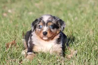 Skywalker, a male Australian Shepherd and Bernese Mountain Dog for sale in Grand Rapids, MI – Photo 3 of 5