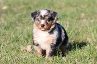 Skywalker, a male Australian Shepherd and Bernese Mountain Dog for sale in Grand Rapids, MI – Photo 1 of 5