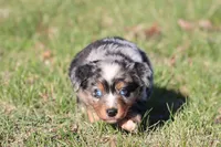 Skywalker, a male Australian Shepherd and Bernese Mountain Dog for sale in Grand Rapids, MI – Photo 5 of 5