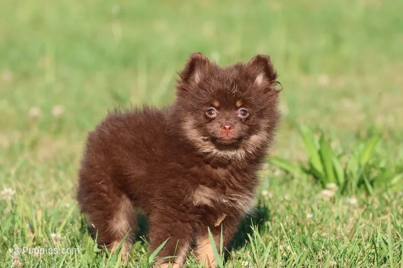Brownies – Pomeranian puppy for sale in Grand Rapids, MI