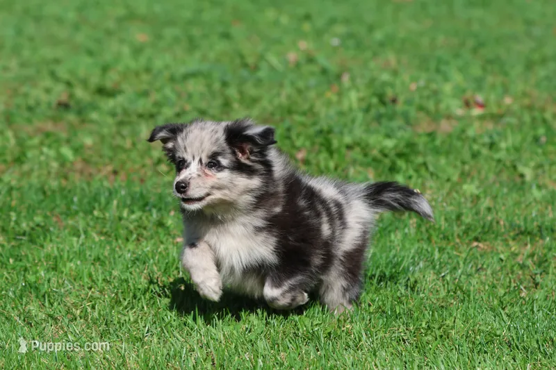 Fetch – Pomeranian, Toy Australian Shepherd puppy for sale in Grand Rapids, MI