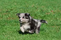 Fetch, a male Pomeranian and Toy Australian Shepherd for sale in Grand Rapids, MI – 1 of 7