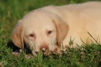 Sunny AKC , a male Labrador Retriever for sale in Grand Rapids, MI – 2 of 4