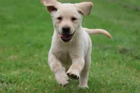 Fetch AKC , a male Labrador Retriever for sale in Grand Rapids, MI – 3 of 5